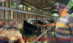 Tinggalkan Kontraktor, Warga Klangonan Sukses Ternak Kambing dan Sapi Jelang Iduladha