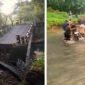 Akses Utama Patah - Jembatan penghubung antara Desa Kandangan PTPN XII Kebun Sungai Lembu menuju Pesanggaran patah sehingga warga terpaksa melalui jalur sungai (Foto : Istimewa/Jatim.co)
