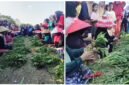 Lomba Unting Kangkung - Tangan dan jemari emak-emak lansia 65 tahun tampak cekatan saat membersihkan, memilah dan mengikat sayur kangkung menjadi untingan dalam lomba unik peringati HUT RI Ke-80 di Kelurahan Penataban, Giri, Banyuwangi (Foto : Istimewa/Jatim.co)