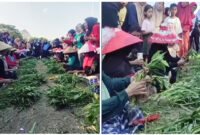 Lomba Unting Kangkung - Tangan dan jemari emak-emak lansia 65 tahun tampak cekatan saat membersihkan, memilah dan mengikat sayur kangkung menjadi untingan dalam lomba unik peringati HUT RI Ke-80 di Kelurahan Penataban, Giri, Banyuwangi (Foto : Istimewa/Jatim.co)