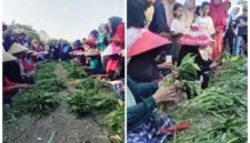 Lomba Unting Kangkung - Tangan dan jemari emak-emak lansia 65 tahun tampak cekatan saat membersihkan, memilah dan mengikat sayur kangkung menjadi untingan dalam lomba unik peringati HUT RI Ke-80 di Kelurahan Penataban, Giri, Banyuwangi (Foto : Istimewa/Jatim.co)