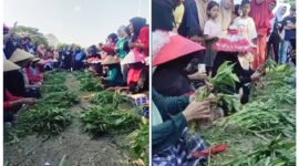 Lomba Unting Kangkung - Tangan dan jemari emak-emak lansia 65 tahun tampak cekatan saat membersihkan, memilah dan mengikat sayur kangkung menjadi untingan dalam lomba unik peringati HUT RI Ke-80 di Kelurahan Penataban, Giri, Banyuwangi (Foto : Istimewa/Jatim.co)