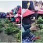 Lomba Unting Kangkung - Tangan dan jemari emak-emak lansia 65 tahun tampak cekatan saat membersihkan, memilah dan mengikat sayur kangkung menjadi untingan dalam lomba unik peringati HUT RI Ke-80 di Kelurahan Penataban, Giri, Banyuwangi (Foto : Istimewa/Jatim.co)