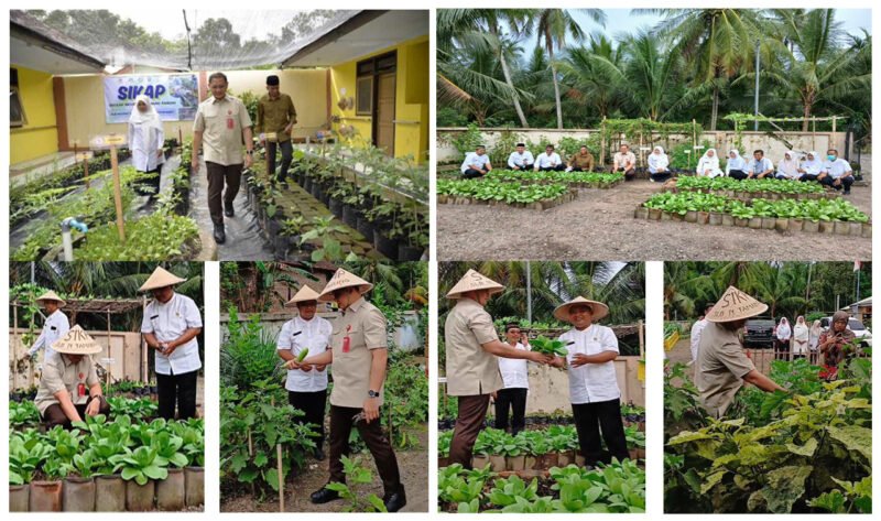 IKUT PANEN - Kepala Dinas Pendidikan Provinsi Jawa Timur, Aries Agung Paewai bersama Kacabdin Kabupaten Banyuwangi ikut melakukan panen sayuran di ruang tanam SLBN Tamanagung (Foto : SLBN Tamanagung/Jatim.co) 