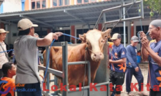Spemdalas Himpun 67 Syarikat Sapi dan 5 Kambing, Tebar Manfaat Kurban, Baksos ke Desa hingga Kawasan Bencana