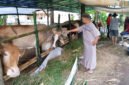 CEK RUTIN - Panitia Penyembelihan Dan Penyaluran Hewan Kurban Masjid Al Furqon Kebalenan, Banyuwangi Pastikan Cek Kandang Penampungan dan Kesehatan Hewan Kurban Sebelum Hari Pelaksnaan Kurban (Foto : Rizkie/Jatim.co)
