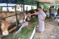 CEK RUTIN - Panitia Penyembelihan Dan Penyaluran Hewan Kurban Masjid Al Furqon Kebalenan, Banyuwangi Pastikan Cek Kandang Penampungan dan Kesehatan Hewan Kurban Sebelum Hari Pelaksnaan Kurban (Foto : Rizkie/Jatim.co)