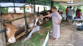 CEK RUTIN - Panitia Penyembelihan Dan Penyaluran Hewan Kurban Masjid Al Furqon Kebalenan, Banyuwangi Pastikan Cek Kandang Penampungan dan Kesehatan Hewan Kurban Sebelum Hari Pelaksnaan Kurban (Foto : Rizkie/Jatim.co)