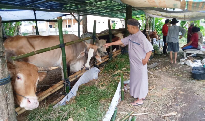 CEK RUTIN - Panitia Penyembelihan Dan Penyaluran Hewan Kurban Masjid Al Furqon Kebalenan, Banyuwangi Pastikan Cek Kandang Penampungan dan Kesehatan Hewan Kurban Sebelum Hari Pelaksnaan Kurban (Foto : Rizkie/Jatim.co)