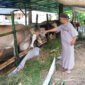 CEK RUTIN - Panitia Penyembelihan Dan Penyaluran Hewan Kurban Masjid Al Furqon Kebalenan, Banyuwangi Pastikan Cek Kandang Penampungan dan Kesehatan Hewan Kurban Sebelum Hari Pelaksnaan Kurban (Foto : Rizkie/Jatim.co)