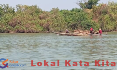Ironi Mangrove Gresik: Ditanam di Sidayu, Dibabat Habis di Ujungpangkah